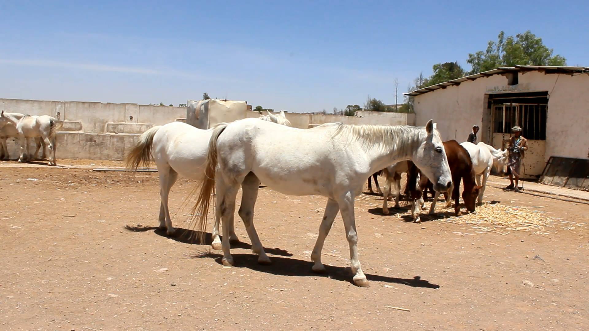 32 خيل عربي مهدد بالموت جوعاً في مزرعة رصابة بذمار