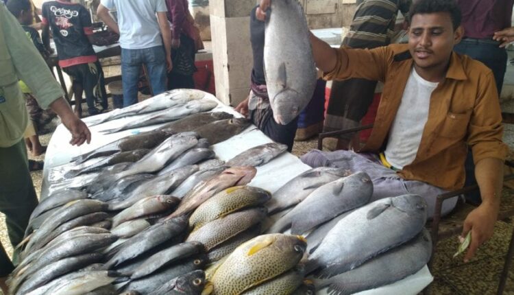 رويترز: تهريب الأسماك اليمنية بكميات هائلة للسعودية يرفع سعرها في عدن