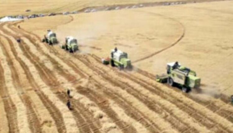 تدشين الحصاد لـ 4000 طن من القمح في محافظة الجوف