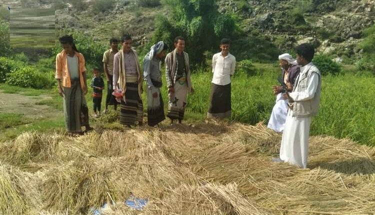 زراعة الأرز تحقق نجاحاً باهراً في حجة