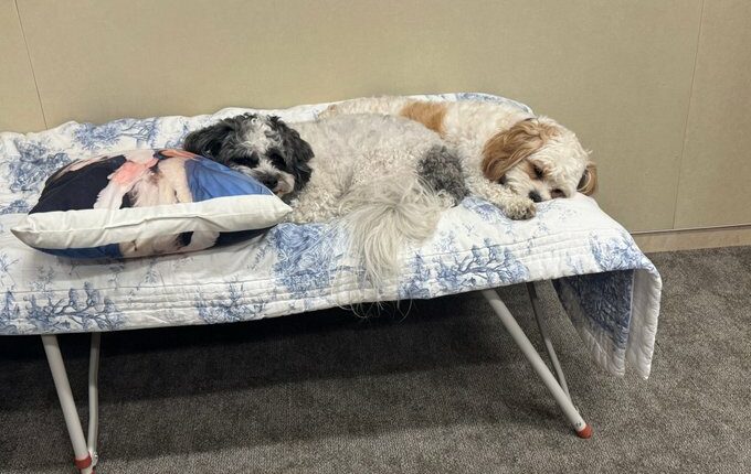 “ستة أسابيع في الملجأ”… تفاصيل صادمة من حياة السفير الأمريكي لدى الكيان خلال الحرب